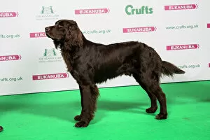 2018 Gallery: 2018 Best of Breed GERMAN LONGHAIRED POINTER