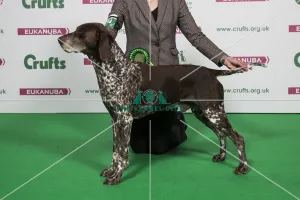 2018 Best of Breed German Shorthaired Pointer 2018 Best of Breed German Shorthaired Pointer