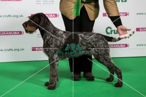 2018 Best of Breed GERMAN WIREHAIRED POINTER 2018 Best of Breed GERMAN WIREHAIRED POINTER