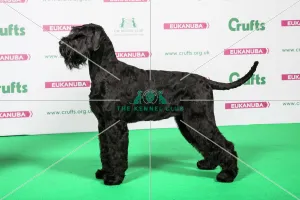 <b class=qtipBold><figcaption>2018 Best of Breed Giant Schnauzer</figcaption></b><br>2018 Best of Breed Giant Schnauzer CH PHILOMA LANA LANG<br><em>© The Kennel Club </em> 2018 Best of Breed Giant Schnauzer