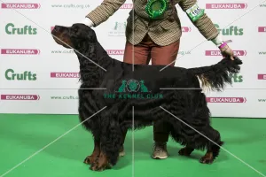 <b class=qtipBold><figcaption>2018 Best of Breed GORDON SETTER</figcaption></b><br>2018 Best of Breed Gordon Setter Sh Ch/Ita/Int Ch Ludstar Frederick Frankenstein<br><em>© The Kennel Club </em> 2018 Best of Breed GORDON SETTER