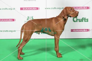<b class=qtipBold><figcaption>2018 Best of Breed HUNGARIAN VIZSLA</figcaption></b><br>2018 Best of Breed Hungarian Vizsla Oroshaza Chukar<br><em>© The Kennel Club </em> 2018 Best of Breed HUNGARIAN VIZSLA