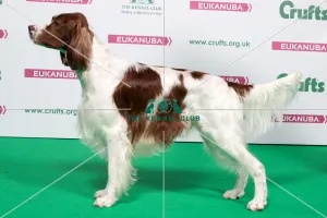 2018 Best of Breed IRISH RED & WHITE SETTER 2018 Best of Breed IRISH RED & WHITE SETTER