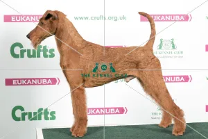 <b class=qtipBold><figcaption>2018 Best of Breed Irish Terrier</figcaption></b><br>2018 Best of Breed Irish Terrier CH LAKERIDGE CAHAL<br><em>© The Kennel Club </em> 2018 Best of Breed Irish Terrier