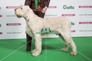 <b class=qtipBold><figcaption>2018 Best of Breed ITALIAN SPINONE</figcaption></b><br>2018 Best of Breed Italian Spinone Mistyayre Gigolo for Annilann<br><em>© The Kennel Club </em> 2018 Best of Breed ITALIAN SPINONE
