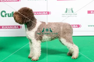 <b class=qtipBold><figcaption>2018 Best of Breed LAGOTTO ROMAGNOLO</figcaption></b><br>2018 Best of Breed Lagotto Romagnolo Cro/Dk Cch Artemisia Gentileschi<br><em>© The Kennel Club </em> 2018 Best of Breed LAGOTTO ROMAGNOLO