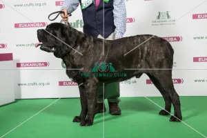 <b class=qtipBold><figcaption>2018 Best of Breed Mastiff</figcaption></b><br>2018 Best of Breed Mastiff CH FAYNAD FRANKINCENSE<br><em>© The Kennel Club </em> 2018 Best of Breed Mastiff