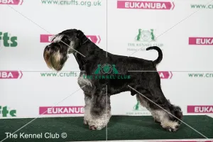 2018 Best of Breed Miniature Schnauzer 2018 Best of Breed Miniature Schnauzer