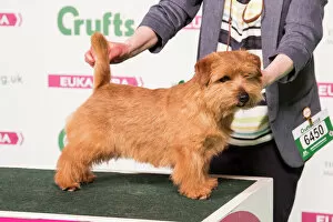 2018 Gallery: 2018 Best of Breed Norfolk Terrier