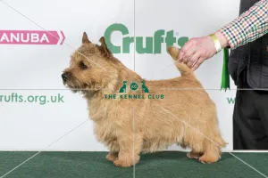 <b class=qtipBold><figcaption>2018 Best of Breed Norwich Terrier</figcaption></b><br>2018 Best of Breed Norwich Terrier CH RAGUS MR OO'SEVEN<br><em>© The Kennel Club </em> 2018 Best of Breed Norwich Terrier