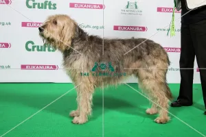 <b class=qtipBold><figcaption>2018 Best of Breed Otterhound</figcaption></b><br>2018 Best of Breed Otterhound CH/IR CH KEEPCOTT GOSSIP<br><em>© The Kennel Club </em> 2018 Best of Breed Otterhound