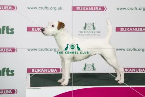 2018 Best of Breed Parson Russell Terrier 2018 Best of Breed Parson Russell Terrier