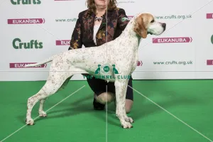<b class=qtipBold><figcaption>2018 Best of Breed POINTER</figcaption></b><br>2018 Best of Breed POINTER SH CH KANIX CHILLI<br><em>© The Kennel Club </em> 2018 Best of Breed POINTER