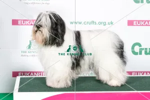 2018 Best of Breed Polish Lowland Sheepdog 2018 Best of Breed Polish Lowland Sheepdog