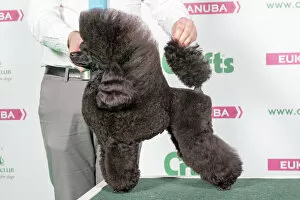 2018 Gallery: 2018 Best in Breed Poodle (Toy)