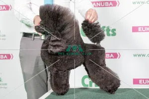 <b class=qtipBold><figcaption>2018 Best in Breed Poodle (Toy)</figcaption></b><br>2018 Best in Breed Poodle (Toy) AFTERGLOW ALOYSIUS<br><em>© The Kennel Club </em> 2018 Best in Breed Poodle (Toy)
