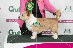 2018 Best of Breed Portuguese Podengo (Warren Hound) 2018 Best of Breed Portuguese Podengo (Warren Hound)