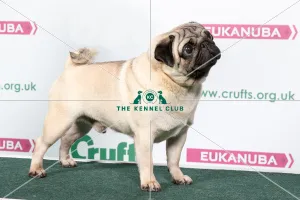 <b class=qtipBold><figcaption>2018 Best of Breed Pug</figcaption></b><br>2018 Best of Breed Pug CH RHODENASH KOTTEN KLYDE JW<br><em>© The Kennel Club </em> 2018 Best of Breed Pug