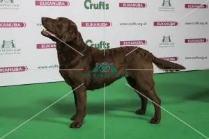 2018 Best of Breed RETRIEVER (CHESAPEAKE BAY) 2018 Best of Breed RETRIEVER (CHESAPEAKE BAY)
