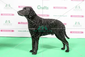 2018 Best of Breed RETRIEVER (CURLY COATED) 2018 Best of Breed RETRIEVER (CURLY COATED)