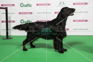 2018 Best of Breed RETRIEVER (FLAT COATED) 2018 Best of Breed RETRIEVER (FLAT COATED)