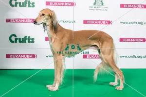 <b class=qtipBold><figcaption>2018 Best of Breed Saluki</figcaption></b><br>2018 Best of Breed Saluki CH MUMTAZ HERCULES SHCM<br><em>© The Kennel Club </em> 2018 Best of Breed Saluki