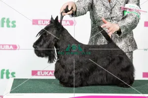 <b class=qtipBold><figcaption>2018 Best of Breed Scottish Terrier</figcaption></b><br>2018 Best of Breed Scottish Terrier CH MCVANS BIG BOPPER AT BEAMEUPS<br><em>© The Kennel Club </em> 2018 Best of Breed Scottish Terrier