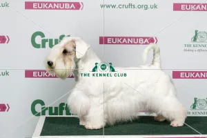 <b class=qtipBold><figcaption>2018 Best of Breed Sealham Terrier</figcaption></b><br>2018 Best of Breed Sealham Terrier AM CH GOODSPICE DREAMS OF USA AT BLOMANDAL (IMP USA)<br><em>© The Kennel Club </em> 2018 Best of Breed Sealham Terrier
