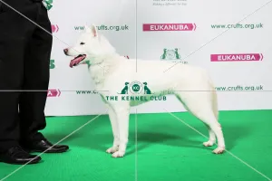 <b class=qtipBold><figcaption>2018 Best of Breed Siberian Husky</figcaption></b><br>2018 Best of Breed Siberian Husky KLEWAGIN CHASKA<br><em>© The Kennel Club </em> 2018 Best of Breed Siberian Husky