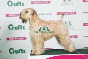 2018 Best of Breed Soft Coated Wheaten Terrier 2018 Best of Breed Soft Coated Wheaten Terrier
