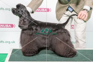 2018 Best of Breed SPANIEL (AMERICAN COCKER) 2018 Best of Breed SPANIEL (AMERICAN COCKER)