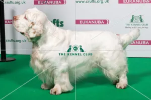<b class=qtipBold><figcaption>2018 Best of Breed SPANIEL (CLUMBER)</figcaption></b><br>2018 Best of Breed Spaniel (Clumber) Multi Ch Big Boom's Jocker Donkey<br><em>© The Kennel Club </em> 2018 Best of Breed SPANIEL (CLUMBER)