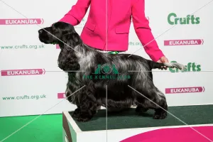 <b class=qtipBold><figcaption>2018 Best of Breed SPANIEL (COCKER)</figcaption></b><br>2018 Best of Breed Spaniel (Cocker) Sh Ch Veratey Vincenzo at Cassom Jw<br><em>© The Kennel Club </em> 2018 Best of Breed SPANIEL (COCKER)