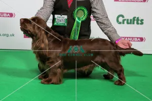 <b class=qtipBold><figcaption>2018 Best of Breed SPANIEL (SUSSEX)</figcaption></b><br><em>© The Kennel Club </em> 2018 Best of Breed SPANIEL (SUSSEX)
