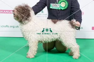 <b class=qtipBold><figcaption>2018 Best of Breed SPANISH WATER DOG</figcaption></b><br>2018 Best of Breed Spanish Water Dog Valentisimo's Pacopilik<br><em>© The Kennel Club </em> 2018 Best of Breed SPANISH WATER DOG