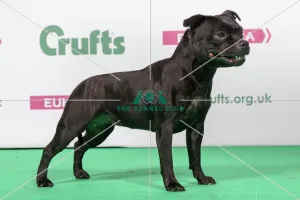 2018 Best of Breed Staffordshire Bull Terrier 2018 Best of Breed Staffordshire Bull Terrier