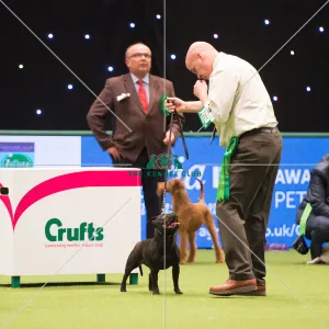 2018 Best of Breed Staffordshire Bull Terrier 2018 Best of Breed Staffordshire Bull Terrier