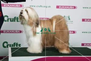 <b class=qtipBold><figcaption>2018 Best of Breed Tibetan Terrier</figcaption></b><br>2018 Best of Breed Tibetan Terrier CH TETSIMI MOVES LIKE JAGGER<br><em>© The Kennel Club </em> 2018 Best of Breed Tibetan Terrier