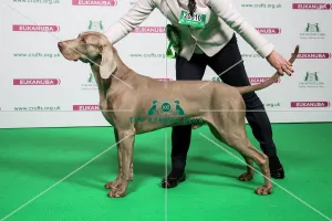 <b class=qtipBold><figcaption>2018 Best of Breed WEIMARANER</figcaption></b><br>2018 Best of Breed Weimaraner Sh Ch Netherhill's Got Talent Jw<br><em>© The Kennel Club </em> 2018 Best of Breed WEIMARANER