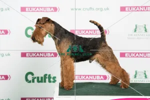 <b class=qtipBold><figcaption>2018 Best of Breed Welsh Terrier</figcaption></b><br>2018 Best of Breed Welsh Terrier ESKWYRE WYART EARP<br><em>© The Kennel Club </em> 2018 Best of Breed Welsh Terrier