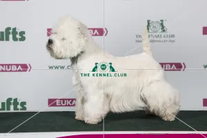 2018 Best of Breed West Highland White Terrier 2018 Best of Breed West Highland White Terrier