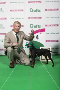 2018 Terrier Group 4th place Manchester Terrier 2018 Terrier Group 4th place Manchester Terrier