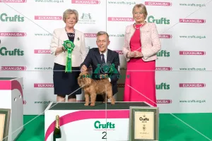 2018 Toy Group 2nd place Griffon Bruxellois 2018 Toy Group 2nd place Griffon Bruxellois