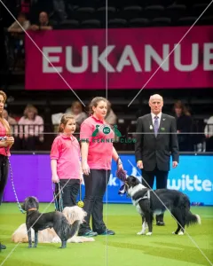 <b class=qtipBold><figcaption>2nd Shansdream Angels Delite</figcaption></b><br><em>© Yulia Titovets / The Kennel Club</em> 2nd Shansdream Angels Delite