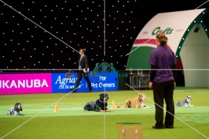 <b class=qtipBold><figcaption>Activity display</figcaption></b><br><em>© Yulia Titovets / The Kennel Club</em> Activity display