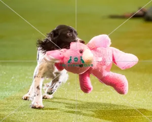 <b class=qtipBold><figcaption>Adrian and Caroline Slater</figcaption></b><br>The Kennel Club Crufts 2015 Adrian and Caroline Slater
