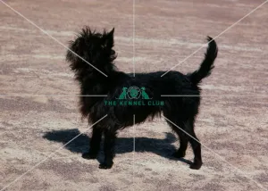 <b class=qtipBold><figcaption>Affenpinscher</figcaption></b><br><br><em>© Diane Pearce Collection / The Kennel Club</em> Affenpinscher