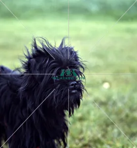<b class=qtipBold><figcaption>Affenpinscher</figcaption></b><br><br><em>© Diane Pearce Collection / The Kennel Club</em> Affenpinscher