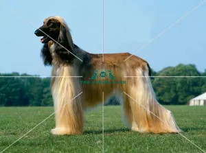 <b class=qtipBold><figcaption>Afghan Hound</figcaption></b><br><br><em>© Diane Pearce Collection / The Kennel Club</em> Afghan Hound