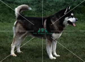 <b class=qtipBold><figcaption>Alaskan Malamute</figcaption></b><br><br><em>© Diane Pearce Collection / The Kennel Club</em> Alaskan Malamute